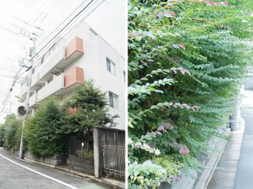 よく見ると、とても凝った植栽がなされております。