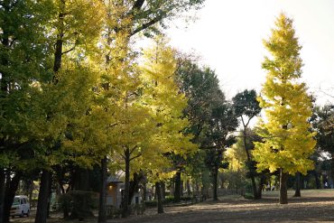 すぐ近くには、紅葉がきれいな羽根木公園があります。