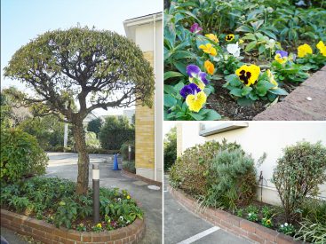 建物のあちこちには、植物たちがたくさんあります。