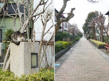 池尻大橋駅へ向かったところには、緑豊か猫ものんびりな緑道があります。