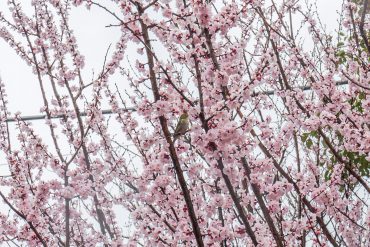駒沢緑泉公園には梅が咲いていました。（私の大好きなメジロがいました。ベストショット大公開。）