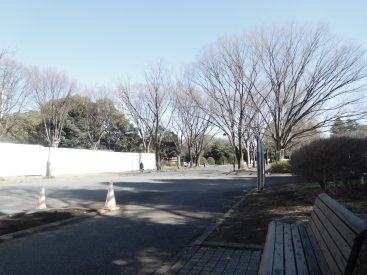 これからの時期、駒沢公園でピクニックなんていいですね(周辺)