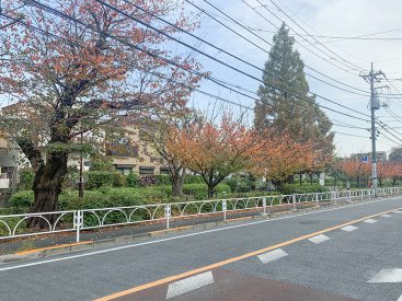 緑道の木々と過ごす日々。