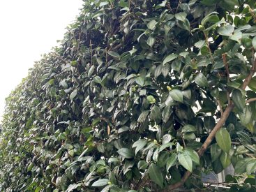 サザンカ。11月上旬でつぼみが見えまし。